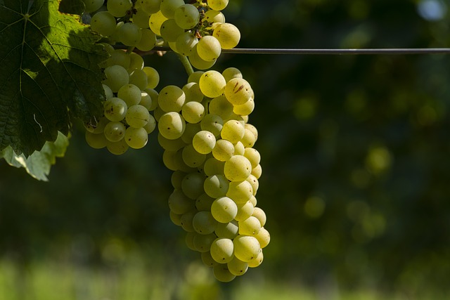 grapes