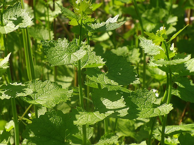 herbs