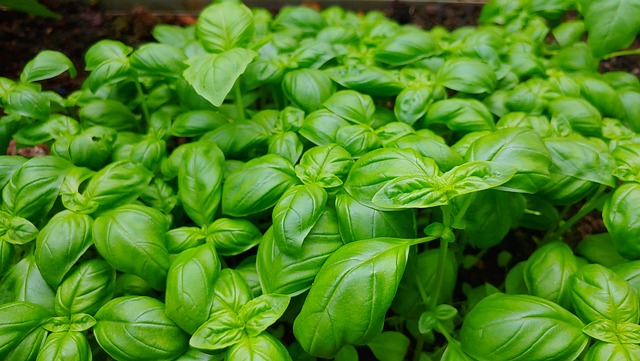herbs
